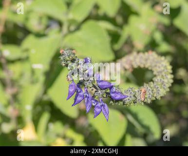 Gros plan des fleurs de Coleus indien à la lumière du soleil à l'extérieur en été avec un arrière-plan flou Banque D'Images