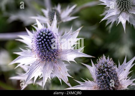 Gros plan d'une fleur argentée bleuâtre d'Eryngium planum en été Banque D'Images