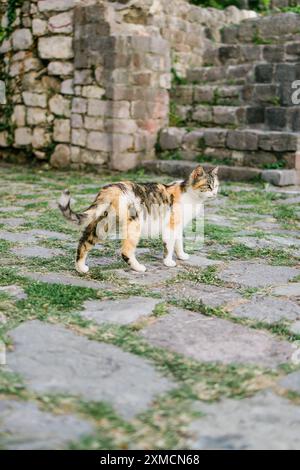 Chat sans abri marchant dehors. Visage de chat Calico ou de chat tricolore dans la photo de détail. Le chat en écaille de tortue a trois couleurs : blanc, noir et orange. Banque D'Images