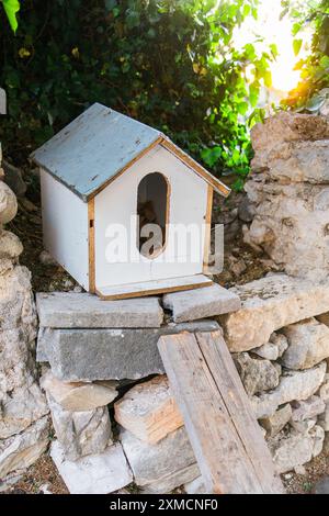 Maison faite à la main pour les chats sans abri se tient dans le parc parmi les arbres Banque D'Images