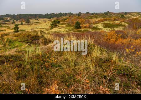 Frise orientale de la mer du Nord île de Spiekeroog, parc national de la mer des Wadden, en hiver, paysage de dunes Banque D'Images