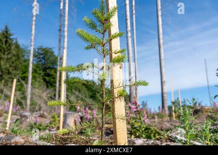 Reboisement dans la forêt d'Arnsberg près de Hirschberg, district de Soest, jeunes conifères, sapins verts de Douglas, sur le site d'une forêt d'épinettes qui avait Banque D'Images