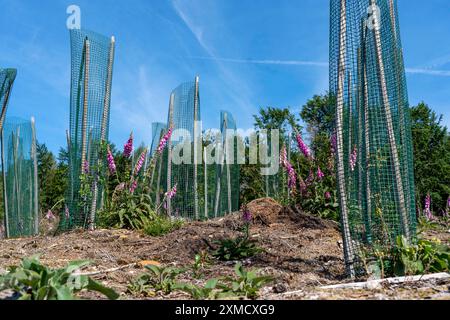 Reboisement dans la forêt d'Arnsberg près de Freienohl, quartier Soest, jeunes chênes, avec protection contre la navigation, pour se protéger contre les animaux sauvages, on Banque D'Images