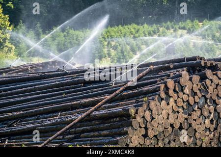Stockage de bois humide d'une scierie, le bois qui est stocké plus longtemps est saupoudré d'eau de sorte que les bûches absorbent l'eau et éloignent ainsi les parasites et le WO Banque D'Images