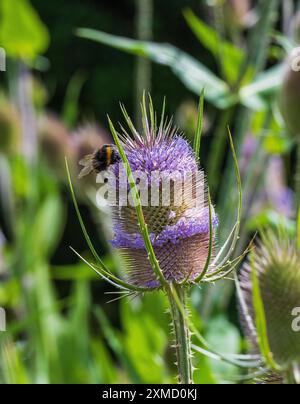 Dipsacus fullonum, teasel commun. Banque D'Images