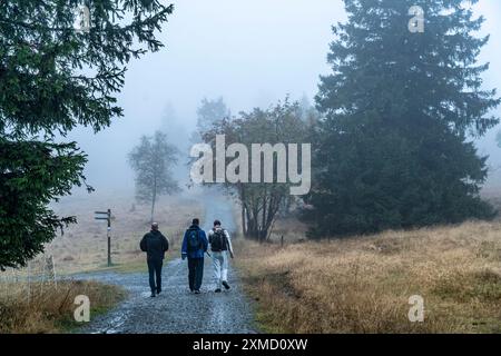 Les hautes landes sur le Kahler Asten, montagne dans le Sauerland, dans le brouillard d'automne, randonneur, Winterberg, Rhénanie du Nord-Westphalie, Allemagne Banque D'Images