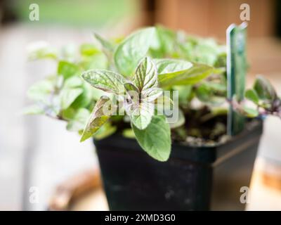 Gros plan de la plante d'origan dans un pot en plastique prêt à être planté dans le jardin Banque D'Images