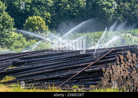 Stockage de bois humide d'une scierie, le bois qui est stocké plus longtemps est saupoudré d'eau de sorte que les bûches absorbent l'eau et éloignent ainsi les parasites et le WO Banque D'Images
