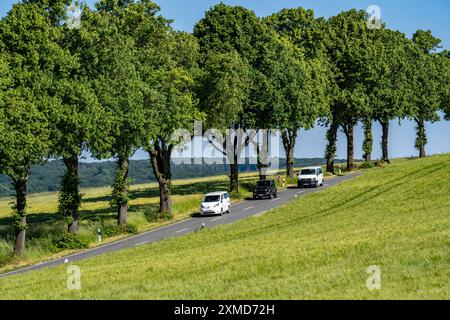 Route de campagne entre Warstein et Hirschberg dans le Sauerland, partiellement bordée d'arbres, en forme d'avenue, Rhénanie du Nord-Westphalie, Allemagne Banque D'Images