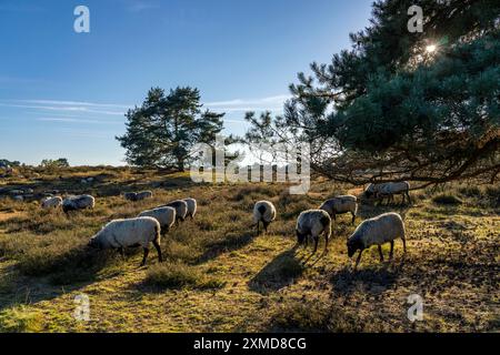 Troupeau de Heidschnucken, moutons qui paissent dans la Westruper Heide, dans le parc naturel Hohe Mark Westmuensterland, près de Haltern am See, bruyère Banque D'Images