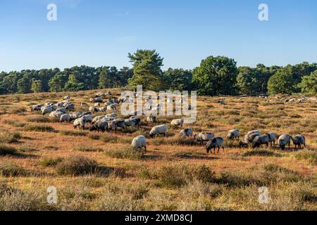 Troupeau de Heidschnucken, moutons qui paissent dans la Westruper Heide, dans le parc naturel Hohe Mark Westmuensterland, près de Haltern am See, bruyère Banque D'Images