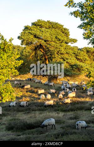 Troupeau de Heidschnucken, moutons qui paissent dans la Westruper Heide, dans le parc naturel Hohe Mark Westmuensterland, près de Haltern am See, bruyère Banque D'Images