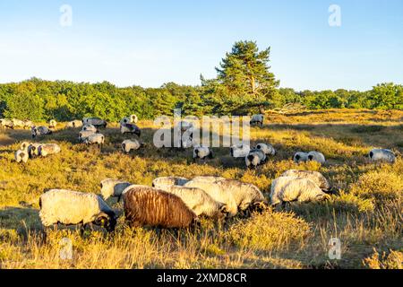 Troupeau de Heidschnucken, moutons qui paissent dans la Westruper Heide, dans le parc naturel Hohe Mark Westmuensterland, près de Haltern am See, bruyère Banque D'Images