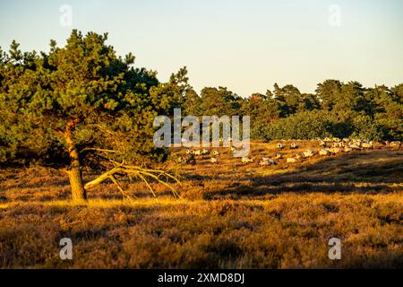 Troupeau de Heidschnucken, moutons qui paissent dans la Westruper Heide, dans le parc naturel Hohe Mark Westmuensterland, près de Haltern am See, bruyère Banque D'Images