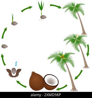 Cycle de vie d'une plante de noix de coco sur un fond blanc. Illustration de Vecteur