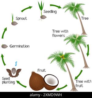 Cycle de croissance d'une plante de coco isolée sur fond blanc. Illustration de Vecteur