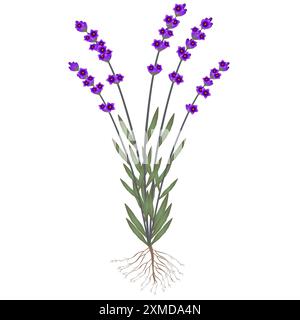 Une plante de lavande avec des racines et des fleurs sur un fond blanc. Illustration de Vecteur