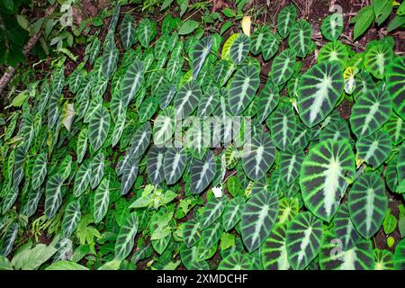 Colocasia parttime-ninja plantes communément appelées oreilles d'éléphant ou taros Banque D'Images