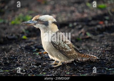 Un oiseau Kookaburra dans les jardins botaniques royaux, Sydney, Australie, Nouvelle-Galles du Sud. Banque D'Images