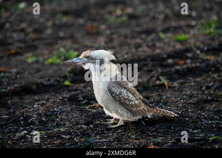 Un oiseau Kookaburra dans les jardins botaniques royaux, Sydney, Australie, Nouvelle-Galles du Sud. Banque D'Images