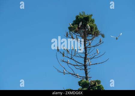 Cacatoès perchés sur la cime d'un arbre dans les jardins botaniques royaux, Sydney, Australie, Nouvelle-Galles du Sud. Banque D'Images