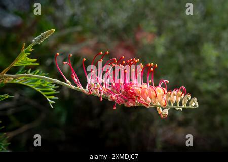 Une fleur d'araignée dans les jardins botaniques royaux, Sydney, Australie, Nouvelle-Galles du Sud. Banque D'Images