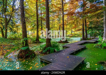 Le jardin botanique de l'Université de la Ruhr Bochum, dans le district de Bochum-Querenburg, Rhénanie du Nord-Westphalie, Allemagne, jardin botanique du Banque D'Images