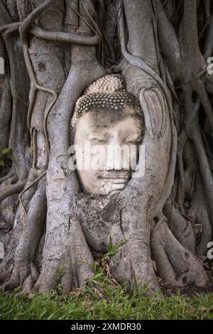 Une sculpture de la tête de Bouddha cultivée dans un arbre pendant de nombreux siècles à Ayutthaya, Thaïlande Banque D'Images