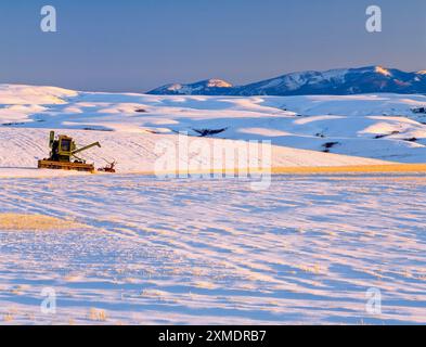 combinez dans un champ de blé enneigé sous les petites montagnes de ceinture près de belt, montana Banque D'Images