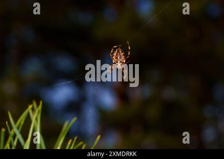 Araneus diadematus famille Araneidae genre Araneus Cross Orbweaver nature sauvage photographie d'araignée, image, papier peint Banque D'Images