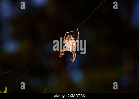 Araneus diadematus famille Araneidae genre Araneus Cross Orbweaver nature sauvage photographie d'araignée, image, papier peint Banque D'Images