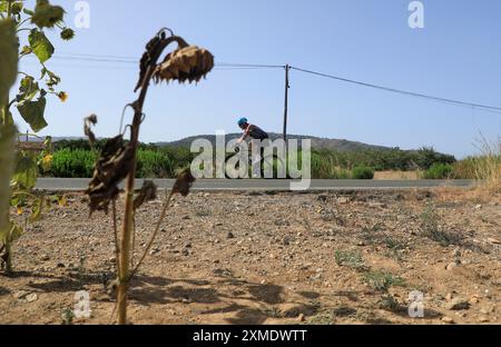 Muro, Espagne. 27 juillet 2024. Un cycliste passe devant un champ de tournesols séchés près du village de sa Poblaa. Le réservoir d’eau s’est complètement asséché dans la zone agricole de sa Pobla à Majorque au début de la première vague de chaleur de l’été. Crédit : Clara Margais/dpa/Alamy Live News Banque D'Images