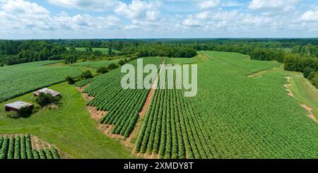 Aérien de plants de tabacco en floraison sur plantation en Virginie USA Banque D'Images