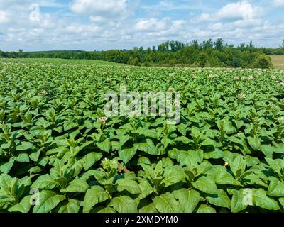 Aérien de plants de tabacco en floraison sur plantation en Virginie USA Banque D'Images