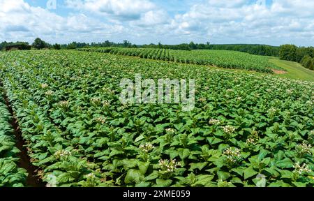 Aérien de plants de tabacco en floraison sur plantation en Virginie USA Banque D'Images