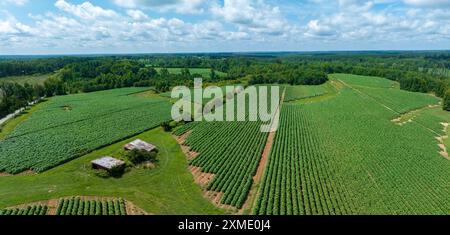 Aérien de plants de tabacco en floraison sur plantation en Virginie USA Banque D'Images
