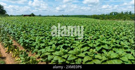 Aérien de plants de tabacco en floraison sur plantation en Virginie USA Banque D'Images