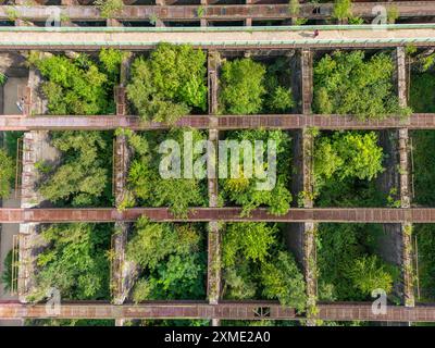 Duisburg-Nord Landscape Park, ancienne aciérie Thyssen, fermée en 1985, depuis lors des arbres poussent dans les anciens bunkers Moeller, minerai Banque D'Images