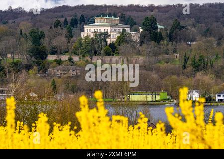 Fleurs forsythia buissons, culture d'une pépinière d'arbres, à Essen Fischlaken, au printemps, mars, encore peu de végétation verte, au-dessus du lac Banque D'Images