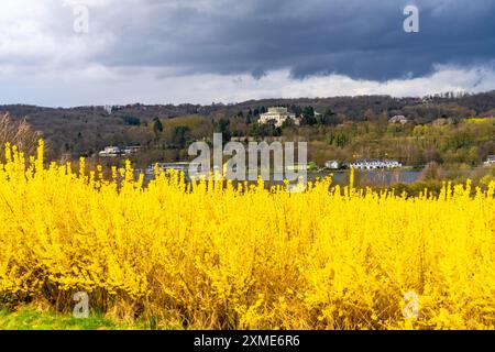 Fleurs forsythia buissons, culture d'une pépinière d'arbres, à Essen Fischlaken, au printemps, mars, encore peu de végétation verte, au-dessus du lac Banque D'Images