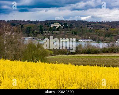 Fleurs forsythia buissons, culture d'une pépinière d'arbres, à Essen Fischlaken, au printemps, mars, encore peu de végétation verte, au-dessus du lac Banque D'Images