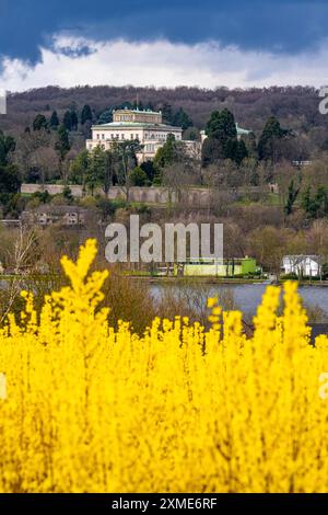 Fleurs forsythia buissons, culture d'une pépinière d'arbres, à Essen Fischlaken, au printemps, mars, encore peu de végétation verte, au-dessus du lac Banque D'Images