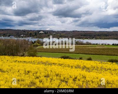 Fleurs forsythia buissons, culture d'une pépinière d'arbres, à Essen Fischlaken, au printemps, mars, encore peu de végétation verte, au-dessus du lac Banque D'Images