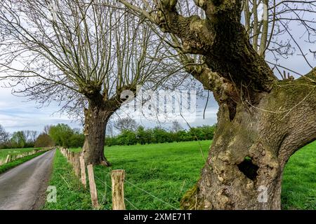 Saules piqués dans la réserve naturelle de Momm-Niederung, partie de la réserve naturelle de l'avant-pays du Rhin entre Mehrum et Emmelsum, près de Voerde, au nord Banque D'Images