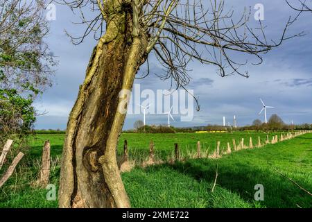 Saules piqués dans la réserve naturelle de Momm-Niederung, partie de la réserve naturelle de l'avant-pays du Rhin entre Mehrum et Emmelsum, près de Voerde, au nord Banque D'Images