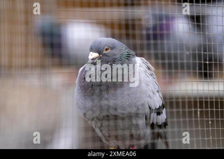 Pigeons porteurs, dans un pigeonnier, pigeonnier, Muelheim, Rhénanie du Nord-Westphalie, Allemagne Banque D'Images