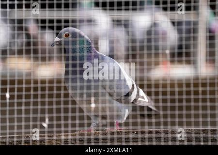 Pigeons porteurs, dans un pigeonnier, pigeonnier, Muelheim, Rhénanie du Nord-Westphalie, Allemagne Banque D'Images