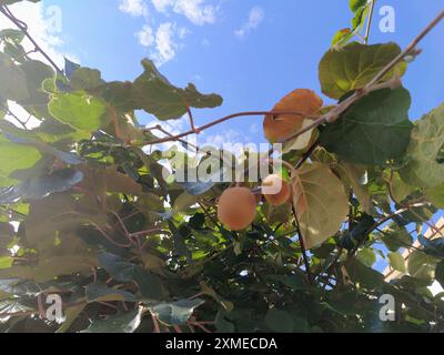 Saison de cueillette des kiwis. Kiwi sur une plantation de kiwi avec d'énormes grappes de fruits. Jardin avec arbres et fruits biologiques. Lumière solaire et feuille Banque D'Images