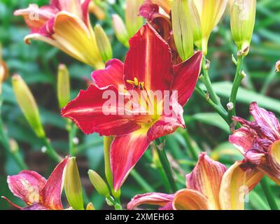 Hemerocallis Daylily Anzac fleur dans un jardin Banque D'Images