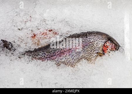 truite fraîche dans la glace sur le comptoir dans le supermarché Banque D'Images